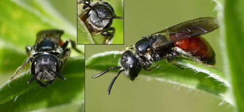 Réf. 200 379 : Sphecodes sp.